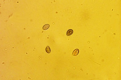 crinipellis-scabella8