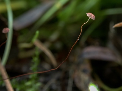 Cryptomarasmius minutus