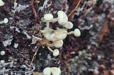 Cudoniella acicularis