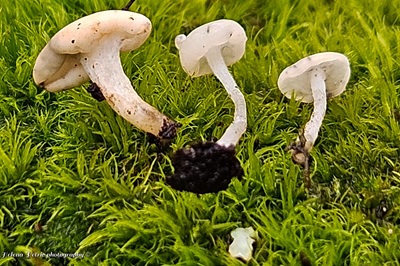 cudoniella-acicularis2