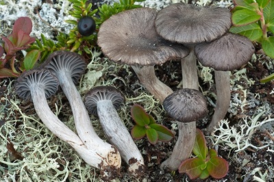 Cuphophyllus cinerellus