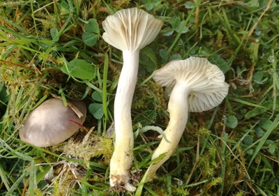 Cuphophyllus flavipesoides