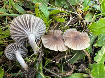 Cuphophyllus roseascens