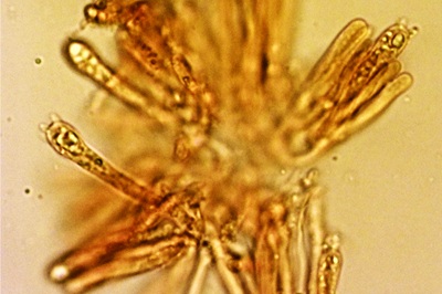 cuphophyllus-russocoriaceus11