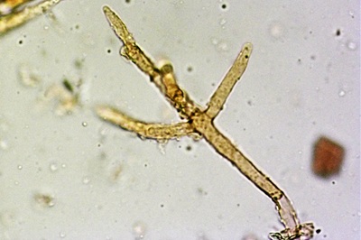 cuphophyllus-russocoriaceus12