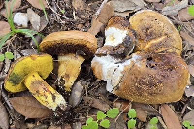 Cyanoboletus mediterraneensis
