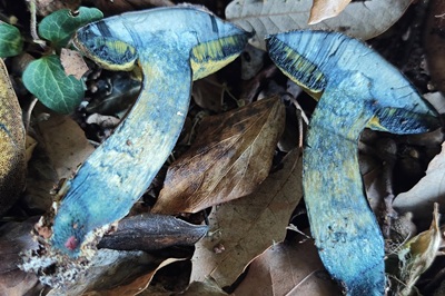 cyanoboletus-mediterraneensis1