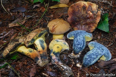 cyanoboletus-pulverulentus10