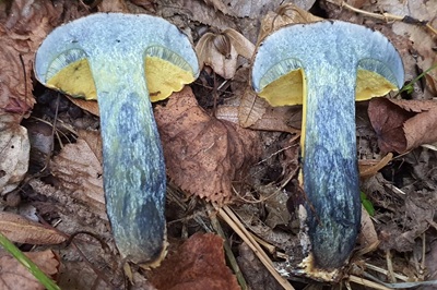 cyanoboletus-pulverulentus9