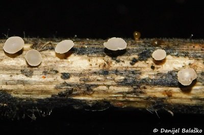 cyathicula-cyathoidea