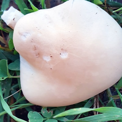 cyclocybe-cylindracea5