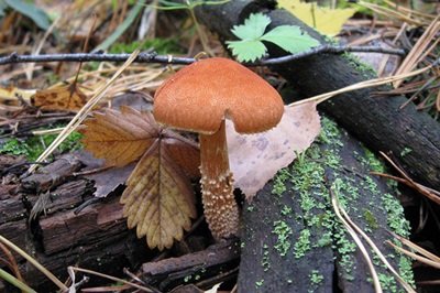 Cystodermella cinnabarina