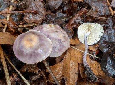 Cystolepiota bucknallii