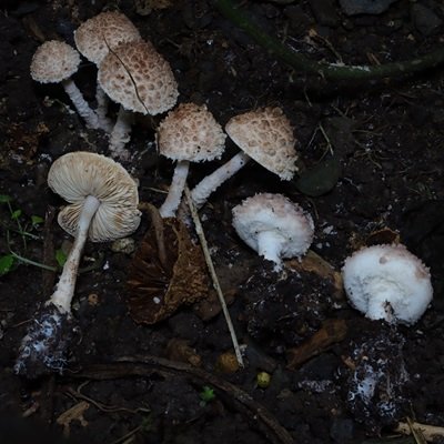 Cystolepiota fumosifolia