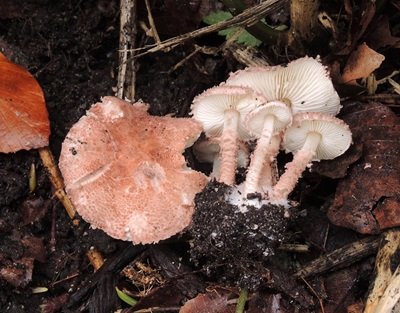 Cystolepiota moelleri