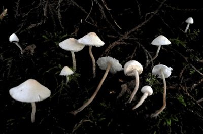 Cystolepiota pseudoseminuda