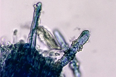 dacryobolus-karstenii12