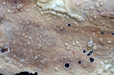 dacryobolus-karstenii2