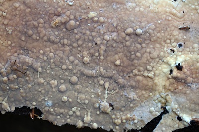 dacryobolus-karstenii3