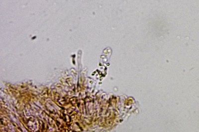 dacryobolus-karstenii9