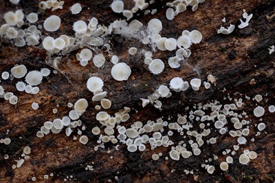 dasyscyphella-nivea5