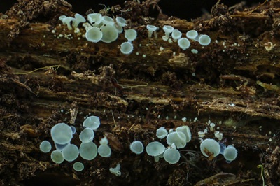 dasyscyphella-nivea6