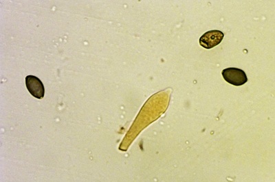 deconica-coprophila10