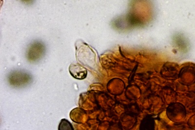 deconica-coprophila11
