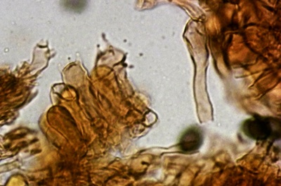 deconica-coprophila12