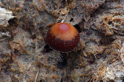 deconica-coprophila2