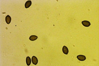 deconica-coprophila8