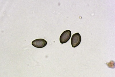 deconica-coprophila9