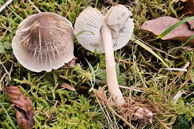 Dermoloma cuneifolium