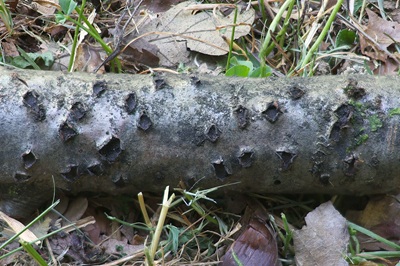 Diatrypella favacea