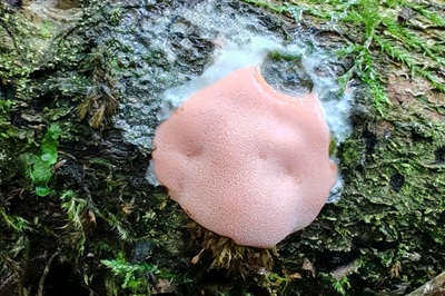 Dictydiaethalium plumbeum