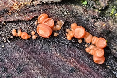 Ditangium cerasi