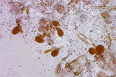 ditangium-cerasi9