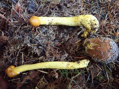 Elaphocordyceps longisegmentis