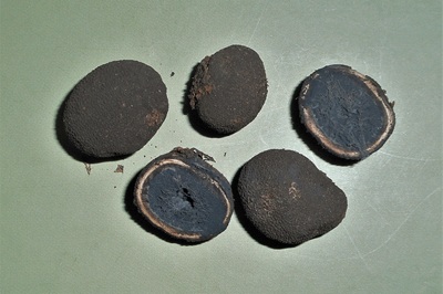 Elaphomyces cyanosporus </strong></em>Tul. & C.Tul.</span></p>

