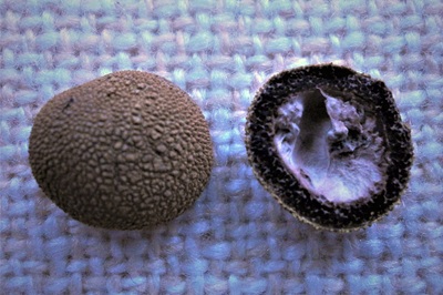 Elaphomyces decipiens