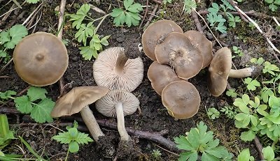 Entoloma aprile