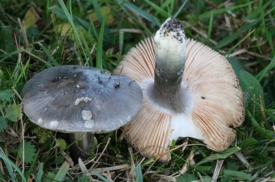 Entoloma bloxamii