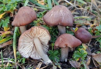 Entoloma catalaunicum