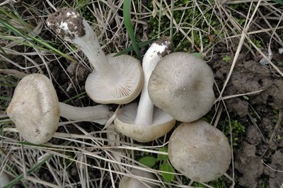 Entoloma clypeatum