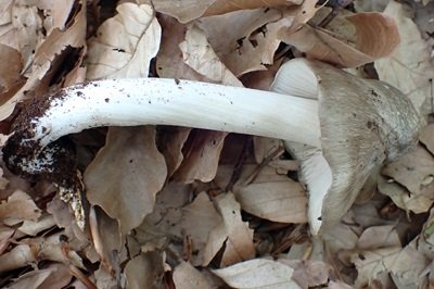 entoloma-clypeatum