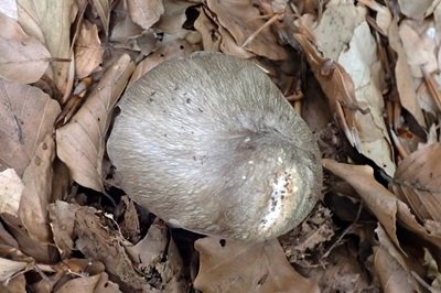 entoloma-clypeatum