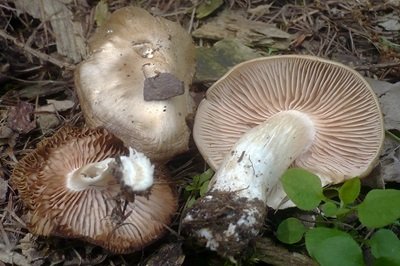 entoloma-clypeatum