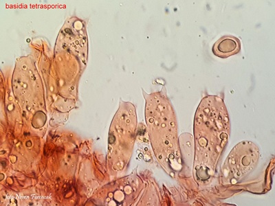 entoloma-hirtipes10