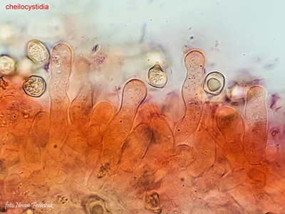 entoloma-hirtipes11