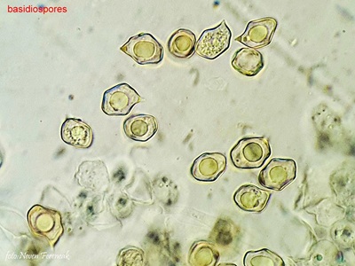 entoloma-hirtipes9